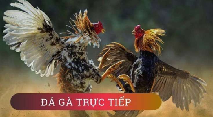 Ưu điểm của thể thao cấp độ 77Bet - 77Bet