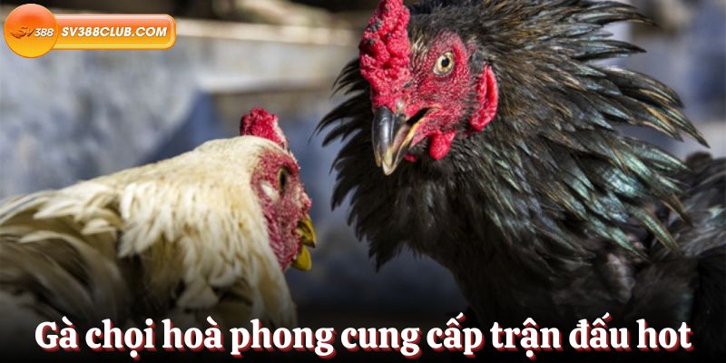 Hé lộ bí quyết đạt tỷ lệ thắng 100% trong trò chơi Baccarat hạng Manclub - Manclub